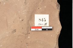 Foto (Detailsansicht) von Quercus palaeoilex Ettingshausen (NHMW-GEO-2024-0188-0845)